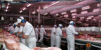 El Gobierno regional favorecerá proyectos de porcino intensivo