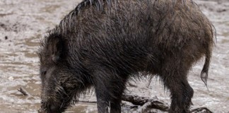 Solicitan a cazadores colaboración en detección de la peste porcina africana