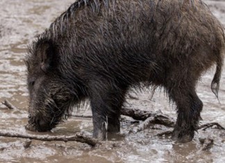 Unión pide controles ante importación jabalíes próximos a países con peste porcina
