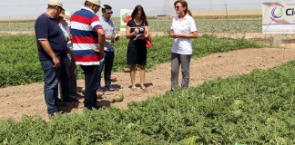 Compradores mundiales de melón y sandía se reúnen en Murcia