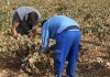 Castilla-La Mancha amplía el presupuesto para ayudas de incorporación de jóvenes al campo y modernización de explotaciones