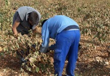 Castilla-La Mancha amplía el presupuesto para ayudas de incorporación de jóvenes al campo y modernización de explotaciones