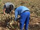 Castilla-La Mancha amplía el presupuesto para ayudas de incorporación de jóvenes al campo y modernización de explotaciones