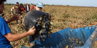 Ampliado el plazo de solicitud de ayudas a la incorporación de jóvenes a la agricultura hasta el 25 de agosto