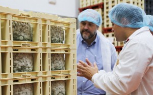 martinez guijarro queso 3