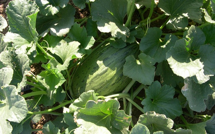 melon