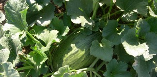 Detectan mosca blanca en melonares de la zona de Manzanares-Argamasilla de Alba