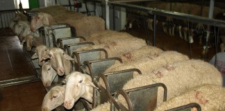 Ciudad Real podría situarse a la cabeza en número de ovejas ovejas de leche