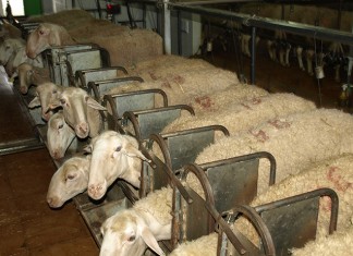 Rechazan que los ganaderos de leche paguen cuota interprofesional ovejas de leche