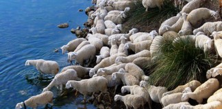 480 euros, precio medio de los sementales subastados en FERCAM