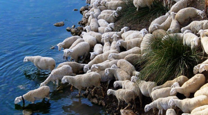 480 euros, precio medio de los sementales subastados en FERCAM