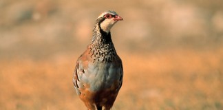 Reclaman cumplimiento sentencia TS veda perdiz con reclamo y media veda