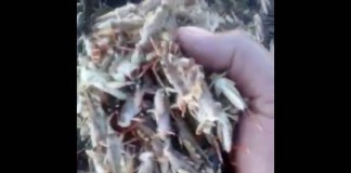 «Los putos langostos». Desesperación en el Valle de Alcudia 2.