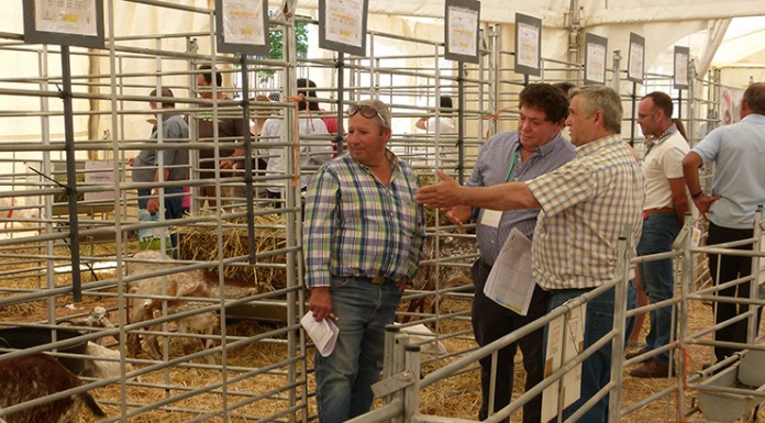 Satisfacción de Acriflor y Cabrama tras las subastas de cabras en FERCAM