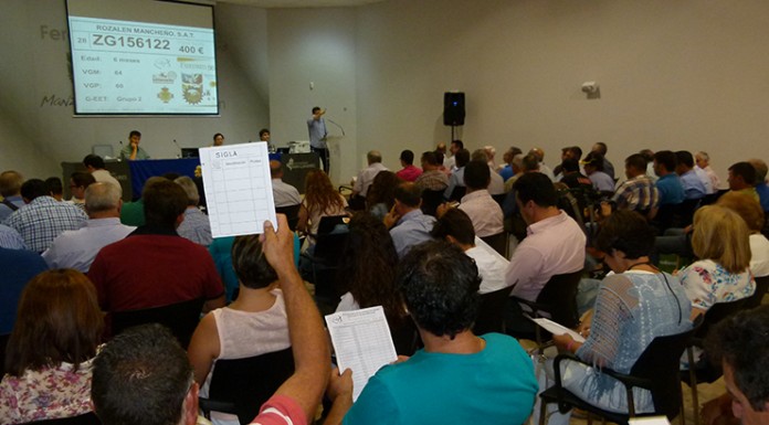 La subasta de sementales raza ovina manchega repite éxito en FERCAM