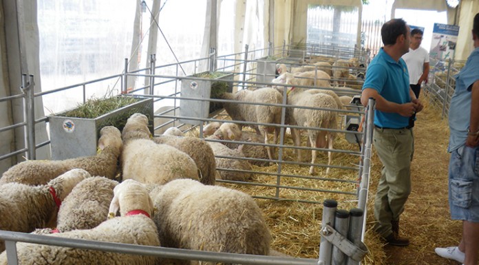 San Clemente (Cuenca) acogerá la próxima subasta de raza Manchega