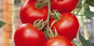 FEPEX y ASAJA: No a Hortiespaña como interprofesional de determinadas hortalizas tomates