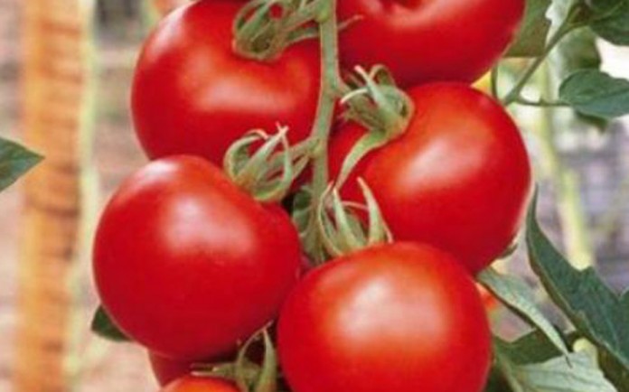 tomates invernadero magrama 2 tomates