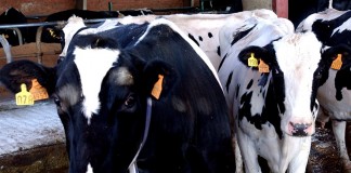 UPA demanda un plan obligatorio para producir menos leche