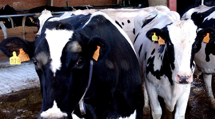 España pierde 25 millones de euros mensuales en su sector lácteo