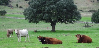 “Culpar a las vacas del cambio climático es manipular y confundir” vacas
