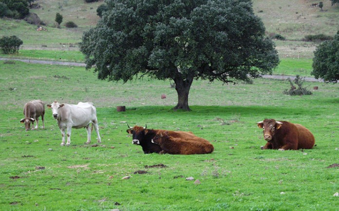 vacas