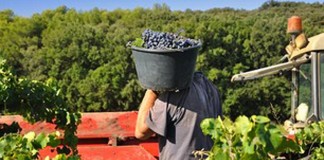 Unos 1.100 castellano-manchegos irán este año a vendimia francesa, según CCOO