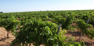 Ampliarán el plazo límite de ejecución de operaciones incluidas en planes de reestructuración de viñedo hasta el 30 de junio