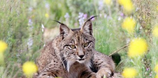 Minería tierras raras, negativa para lince ibérico del Campo de Montiel