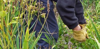 Tomelloso sustituye glifosato por ácido acético para eliminación de malas hierbas