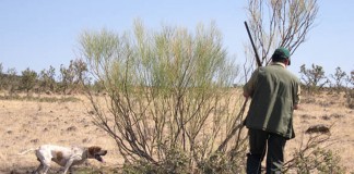 Suspenden la caza de la liebre en todas sus competiciones