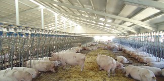 Podemos Guadalajara alerta sobre la ganadería porcina intensiva en la provincia