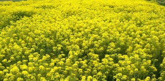 Se duplican las hectáreas de colza en Guadalajara