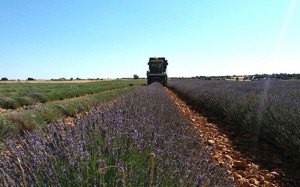 cosecha lavanda