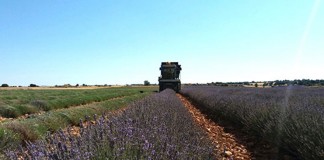 Jornada para concienciar sobre problemas de destilación de la lavanda