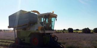 Aumenta la cosecha de plantas aromáticas en Castilla-La Mancha lavanda