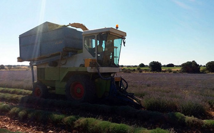 cosechando lavanda lavanda