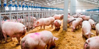 Preocupación en Guadalajara ante nuevas explotaciones porcinas granja cerdos