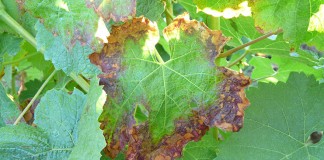 Santa Catalina recomienda aplazar vendimia 14 días en caso de tratar