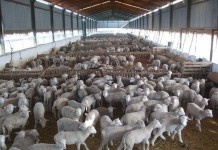 El momento dulce del cordero español: precios en máximos y el mundo llamando a la puerta corderos