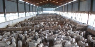 La producción de carne de ovino y caprino, al alza corderos