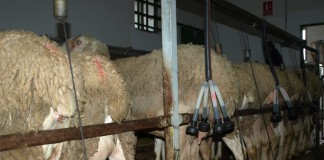 El mercado reducirá diferencial histórico entre leche Manchega y el resto