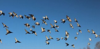 Pésimo balance ambiental de la media veda, según Ecologistas en Acción