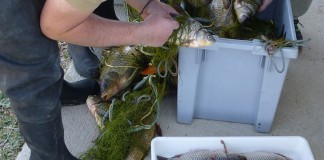 Alertan sobre presencia de pez gato en Las Tablas de Daimiel