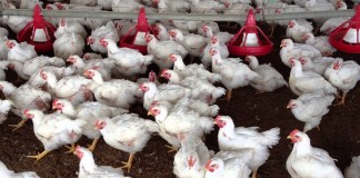 Una explotación para 54.200 pollos se instalará en Palomeque (Toledo)