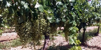 Proponen limitar rendimiento a 30.000 kilos por hectárea para próxima vendimia