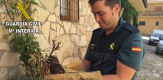 El SEPRONA recupera una cría de ‘aguilucho cenizo’ en Anguita (GU)