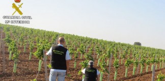 Investigados por robo de plantas de vid en Mota y LasPedroñeras