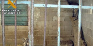 Denunciados por mantener en cautividad jabalíes y cabras montés