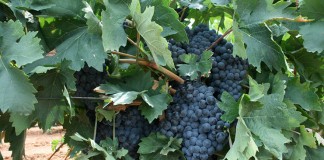 Calidad, uno de los criterios de admisibilidad de la próxima reestructuración